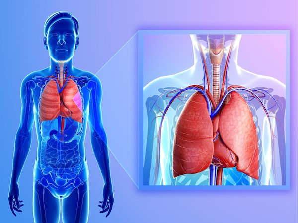 Anatomie des poumons