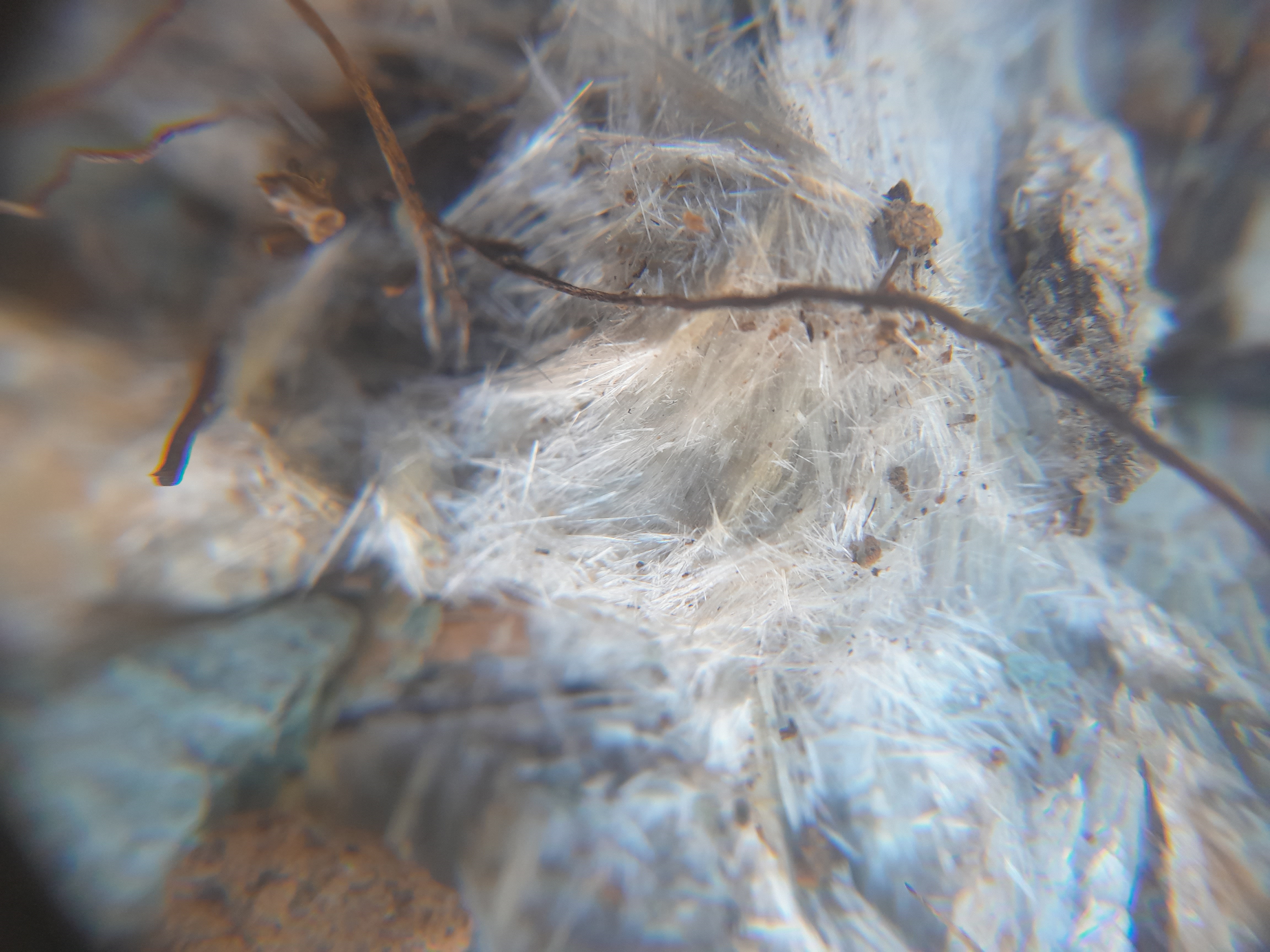 Trémolite altérée